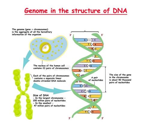 Genome In The Structure Of DNA Genome Sequence Telomere Is A