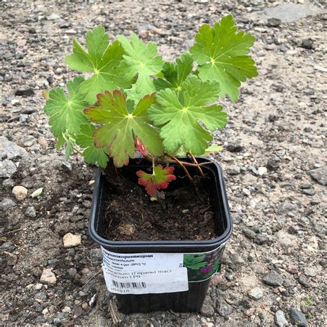 Герань крупнокорневищная (Geranium macrorrhizum) купить в Москве по ...