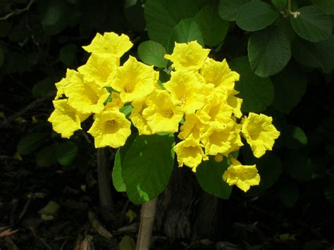 Cordia Lutea Yellow Geiger Tree Richard Lyons Nursery Inc