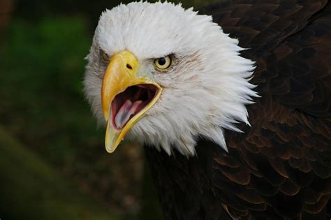 Bald Eagle Cry. by fruitnfibrestock on DeviantArt