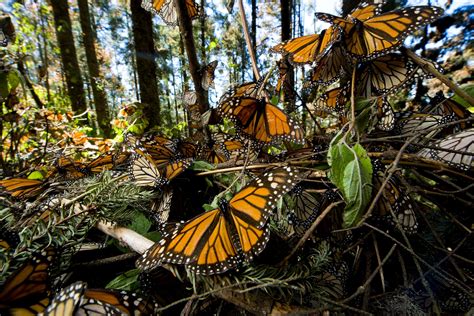 Butterflies In Their Habitat We Energies Recognized For Monarch