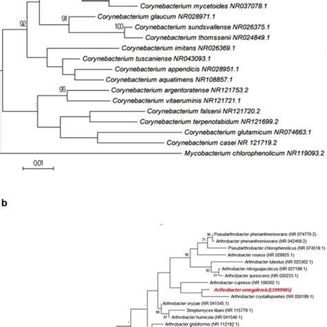 A Phylogenetic Tree Showing The Position Of Corynebacterium