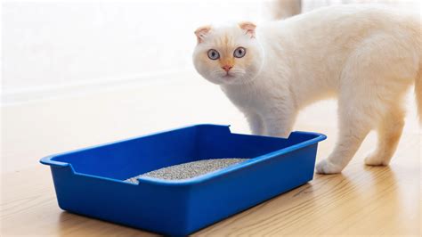 32 surprising facts about Scottish fold cats