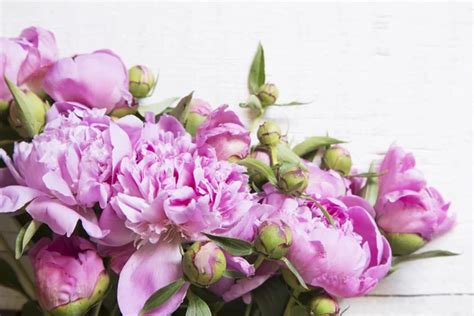 Pink peonies background — Stock Photo © TeodoraD #87343674