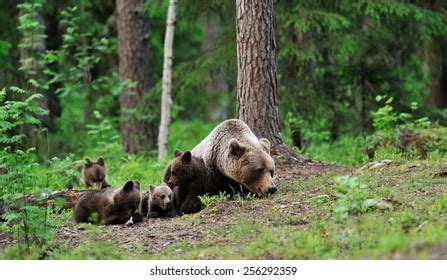 Bear Cubs Forest Stock Photo 198189008 | Shutterstock