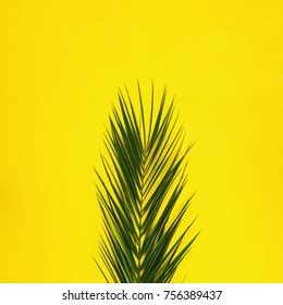 Green Palm Branches Over Yellow Background Stock Photo