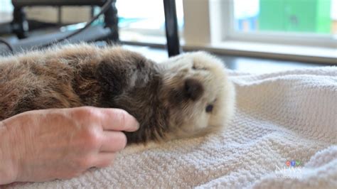 Rescued sea otter pup at Vancouver Aquarium