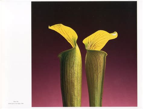 Mapplethorpe The Complete Flowers Author Robert Mapplethorpe Essay Herbert Muschamp 小宮山書店