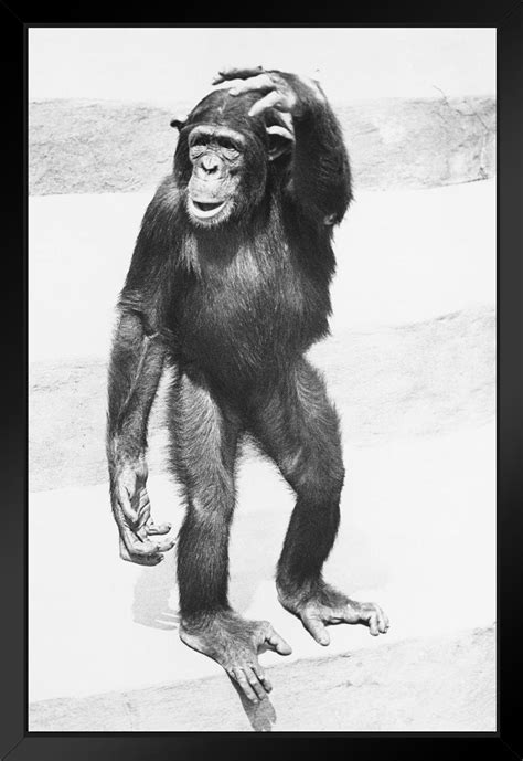 Latitude Run® Chimpanzee Standing On Steps Scratching Head Bandw Photo