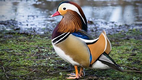 New Yorks Central Park Is Now Home To A Rare And Colorful Mandarin