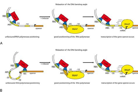 Schematic Of Transcriptional Activation By Lttrs As Typified For Clcr