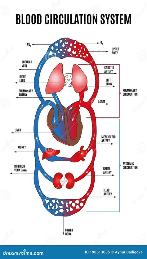 Human Circulatory System. Diagram of Circulatory System with Main Parts ...