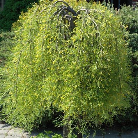 Weeping Siberian Peashrub Walker Caragana Arborescens Mygardenlife