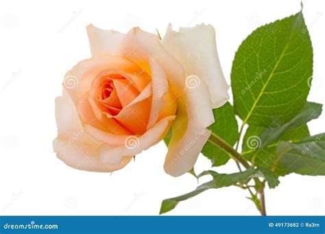 Beige Rose On White Stock Photo - Image: 49173682