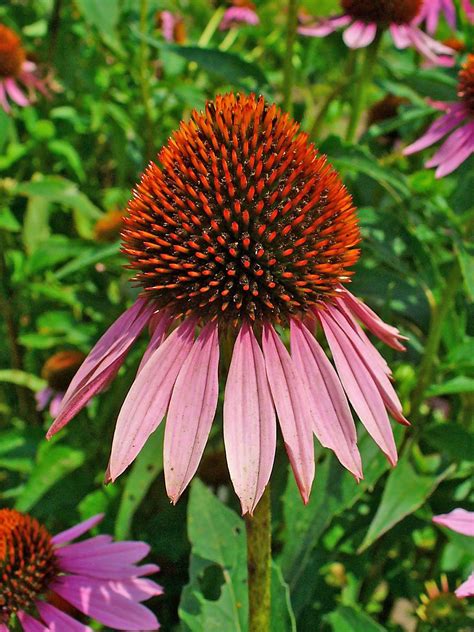 File Echinacea Purpurea 002 Philippines