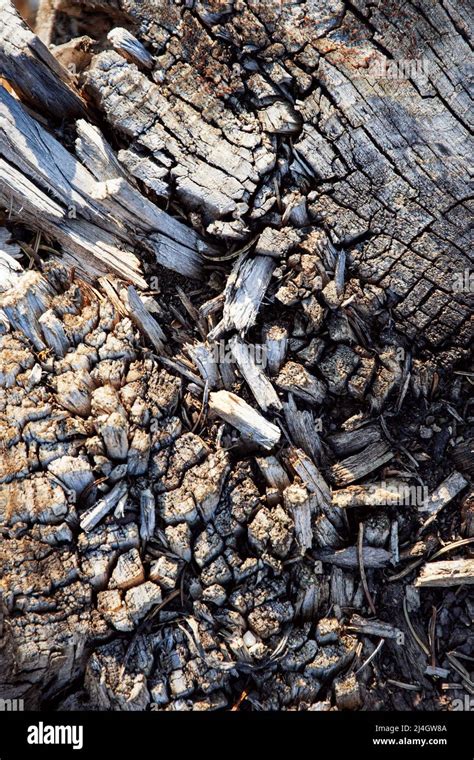 Abstract Background Or Texture Detail Of Old Dry Broken Wood Stock