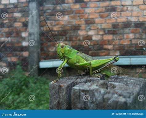 Metamorphosis grasshopper stock image. Image of tree - 132039315