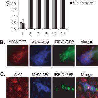 IFN Protein Production In The Absence And Presence Of MHV L2 Cells