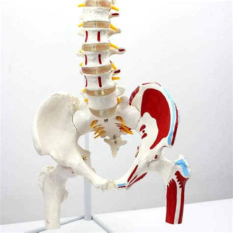 Buy DBSCD Spine Model Flexible Didactic Spinal Column With Muscle