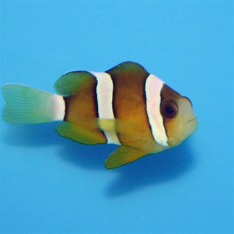 Amphiprion Clarkii 4 6 Cm 19 90