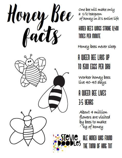 Honey Bee Facts Activity Page — Stevie Doodles