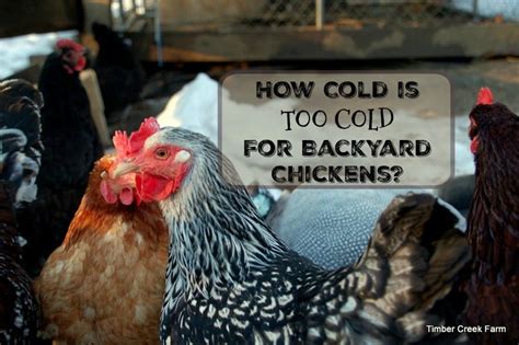 What Temperature Is Cold For Chickens At Ramon Ratcliff Blog