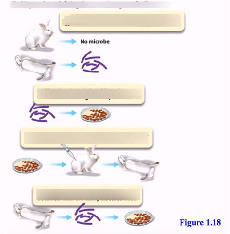 Microbio Exam 1 Diagram Quizlet