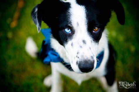 55 Border Collie Different Colored Eyes L2sanpiero