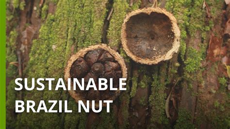 Brazil Nut Harvesting Proves A Win Win For The Amazon And Community