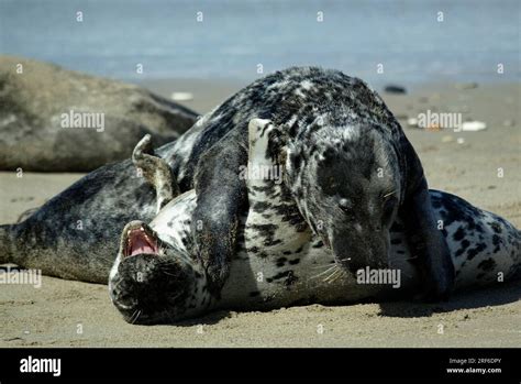 Grey (Halichoerus grypus) seal Stock Photo - Alamy