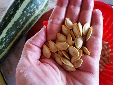 How To Properly Dry Zucchini Seeds Greenthumbsguide