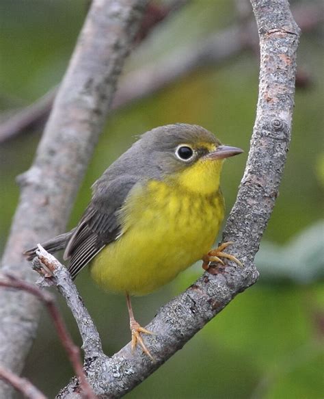 Canada Warbler — Nature Trust Of New Brunswick