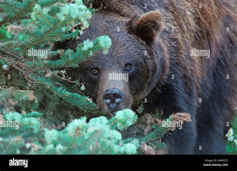 Brown Bear Ursus arctos Stock Photo - Alamy