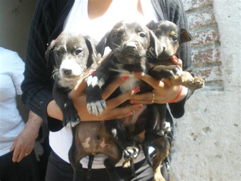 Adoptándonos Preciosos Cachorritos En Adopción Urgente