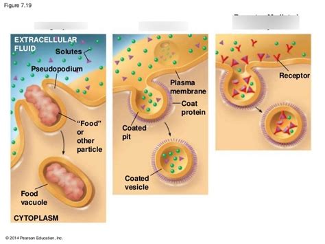 Endocytosis Diagram | Quizlet