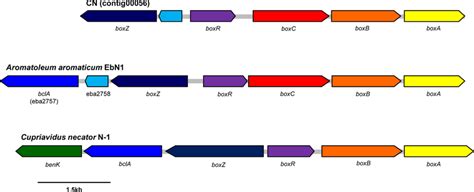 Gene Clusters Involved In The Aerobic Degradation Of Benzoyl Coa