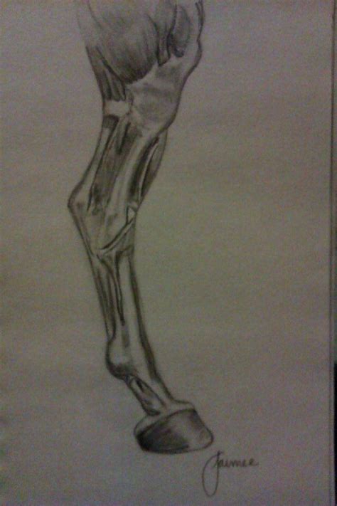 Horse leg anatomy | Horse and human, Sketches, Leg anatomy