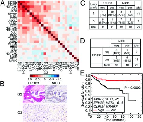 Highly Correlated Expression Of Ephb And Notch Activity In Human Crc