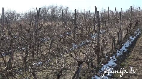 Tradicija Vinogradarstva Du A Od Jednog Veka Jefimija Tv Kru Evac