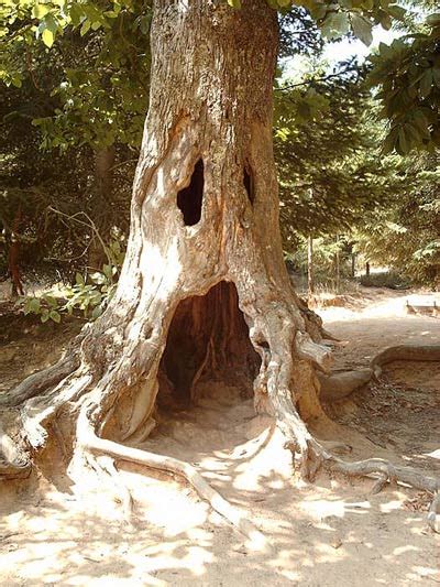 funny  collection funny tree