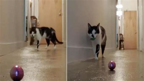 Cette vidéo prouve que nous manquons à nos chats lorsque nous quittons