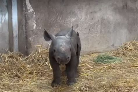 VIDÉO Un rhinocéros noir est né au zoo du bassin d Arcachon un