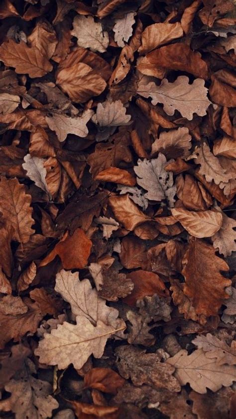 Fall Aesthetic Wallpaper Autumn Foliage Brown Eyes Aesthetic Beige