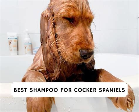 The 7 Best Shampoos For Cocker Spaniels