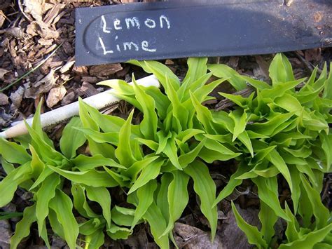 Hosta 'Lemon Lime' in the Hostas Database - Garden.org