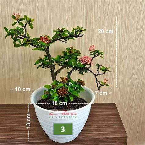 Jual Tanaman Hias Bonsai Bonsae Mame Soka Mini Asoka Jepang Ixora Pink