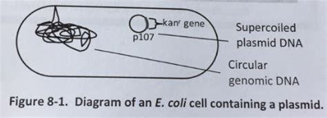 BIOL 107 Lab 8 Flashcards Quizlet