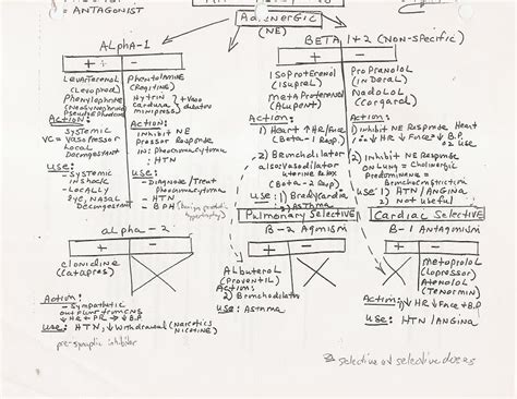 Adrenergic Receptors Chart Adrenergic Receptor Tree Nursing Notes