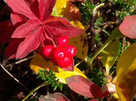 Alaskan Wild Berries