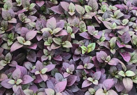 Purple Prince Wholesale Alternanthera For Sale Flintwood Farms